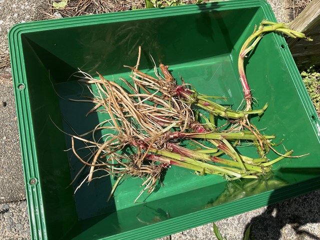 とってきたアザミの根