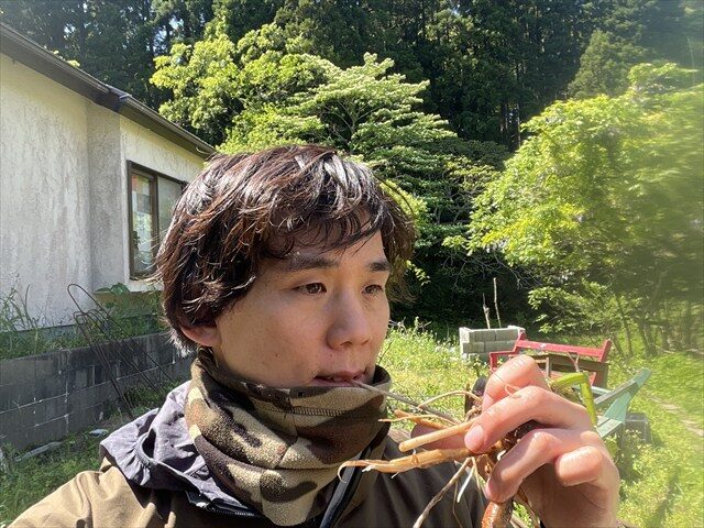 アザミの根をかじる