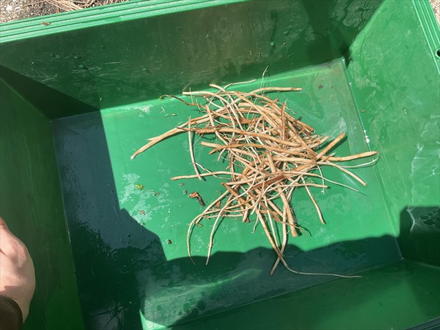 アザミの根のひげ根