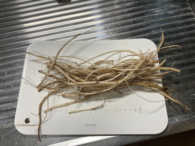 アザミの根を料理する