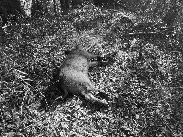 イノシシをとった