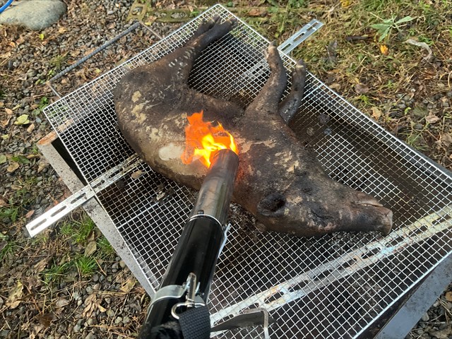 イノシシを毛焼きする