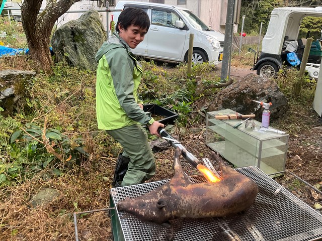 イノシシを毛焼きする
