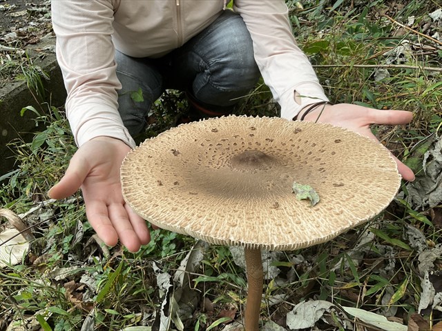 でかいカラカサタケ