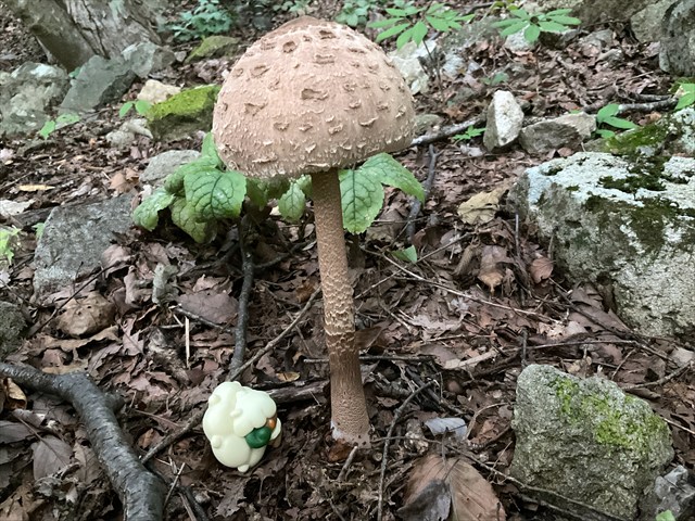 カラカサタケ、成菌いっぽてまえ、もう一日くらい待てば綺麗にカサが開きそう?