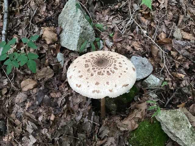 カラカサタケをにぎってみる