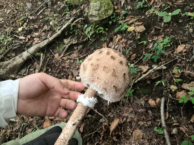 カラカサタケのカサ