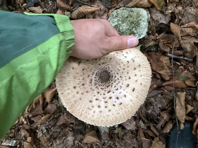 カラカサタケをにぎってみる