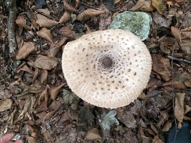 カラカサタケをにぎってみる