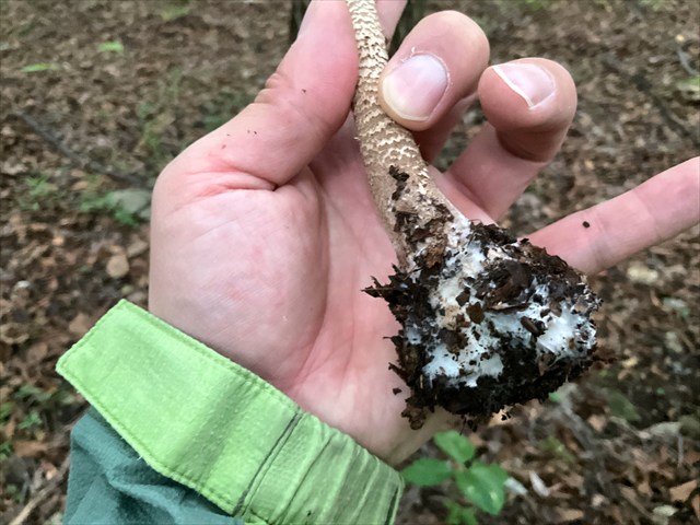 カラカサタケのツボ