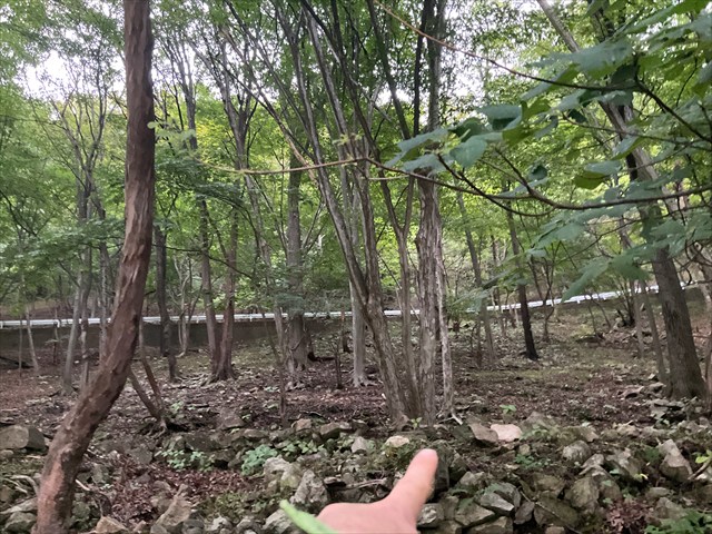 カラカサタケを見つけた森