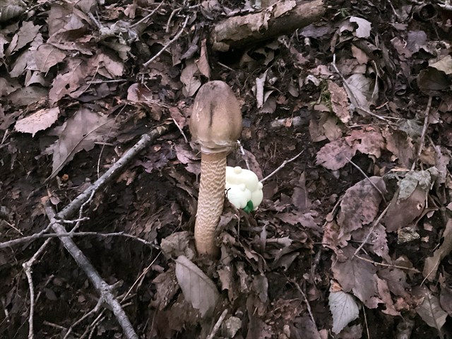 カラカサタケの幼菌