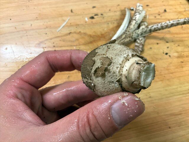 カラカサタケの幼菌