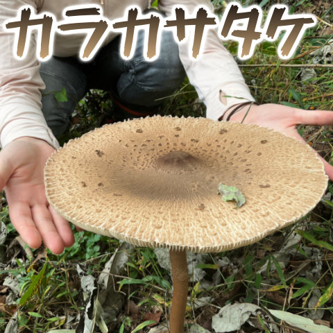 Thumbnail of post image 195