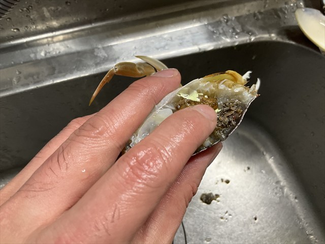 ヒラツメガニの断面