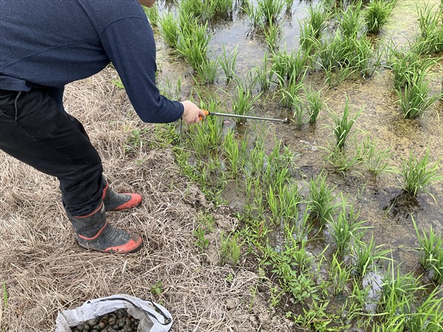 ジャンボタニシをトングでとる