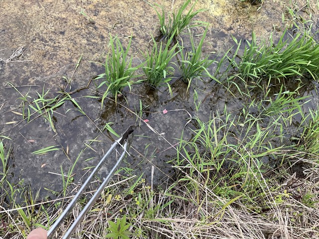 ジャンボタニシをトングでとる