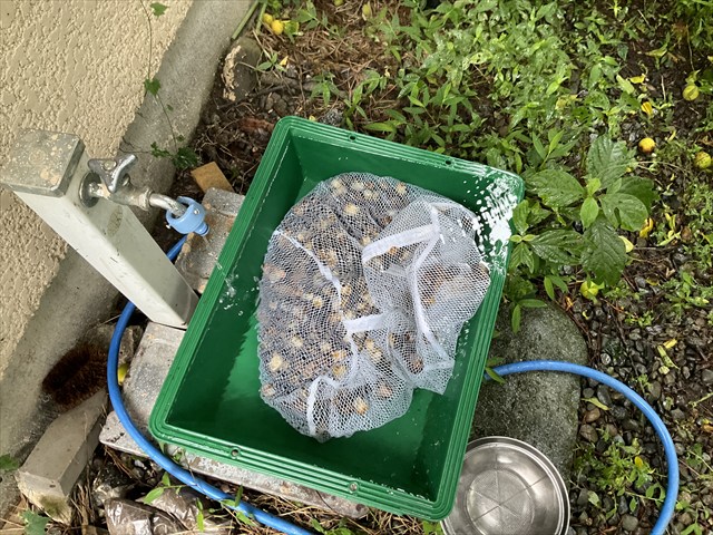 ジャンボタニシの泥抜きをする