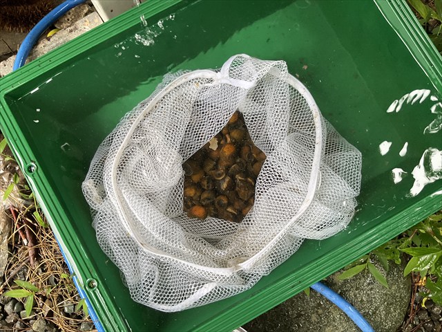 ジャンボタニシの泥抜きをする