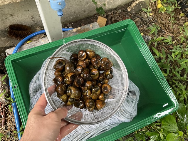 ジャンボタニシのしたごしらえをする