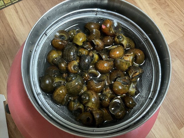 ジャンボタニシのしたごしらえをする