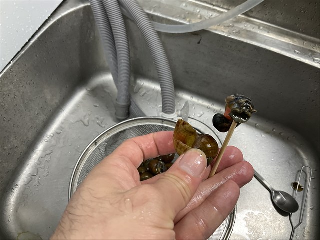ジャンボタニシをむく