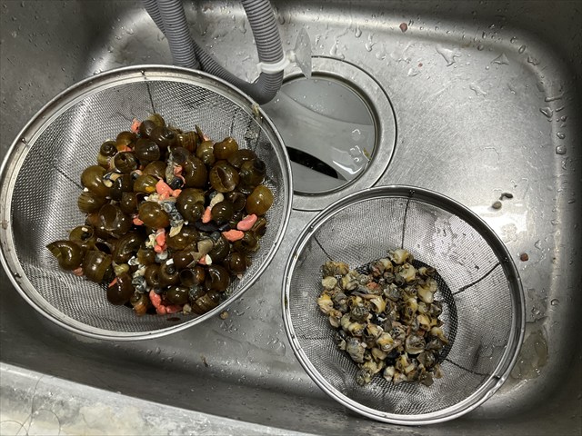 ジャンボタニシをむく