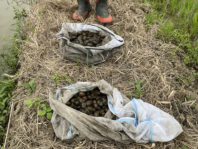 ジャンボタニシをとった