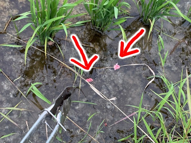 ジャンボタニシのたまご