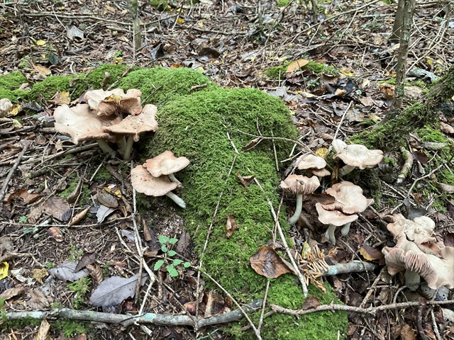 クサウラベニタケだと思う