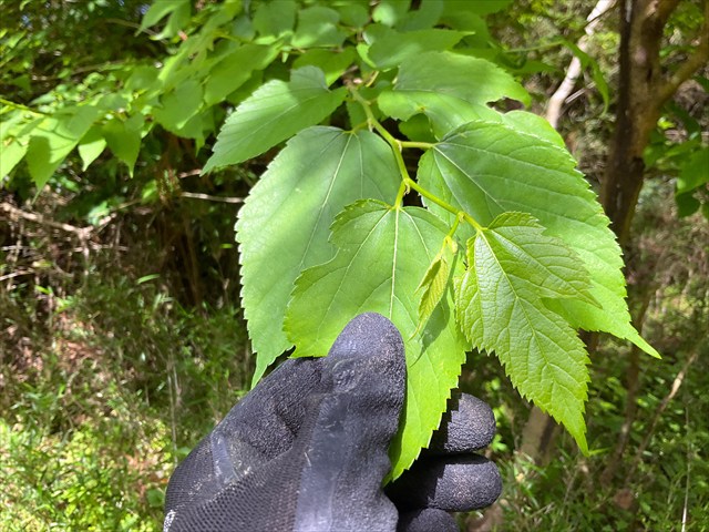 クワの葉