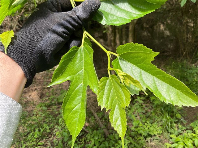 クワの葉（切れ込みあり）