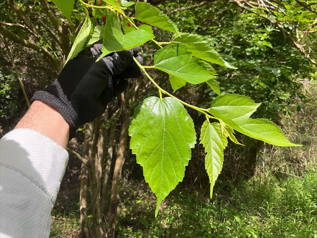 クワの葉（切れ込みなし）