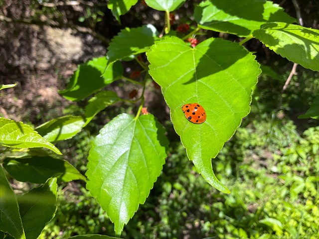 クワの葉とテントウムシ