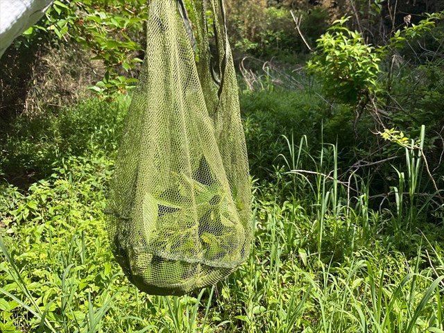 つんできたクワの葉