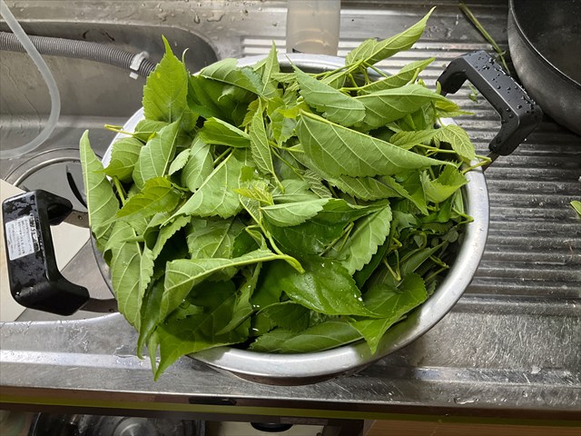 つんできたクワの葉