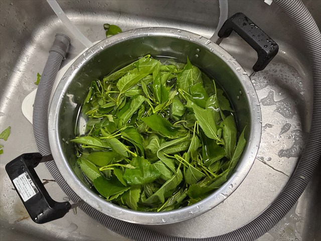 つんできたクワの葉