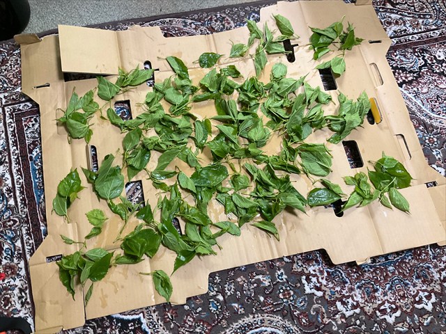 つんできたクワの葉