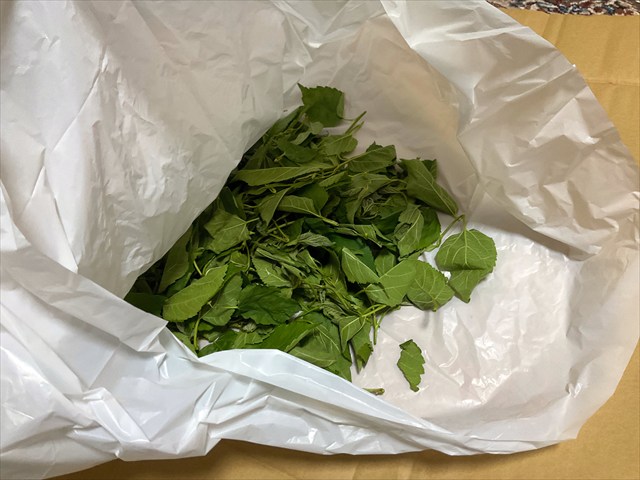 クワの葉茶をもむ