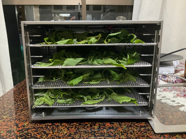 クワの葉茶を乾燥させる