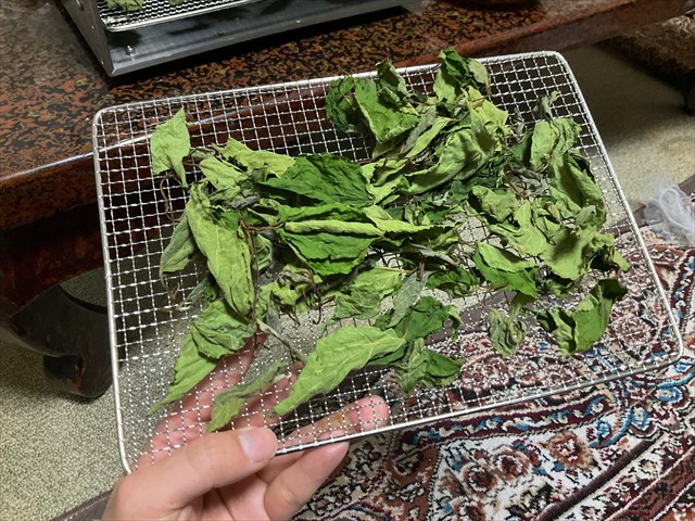 クワの葉茶を乾燥させる