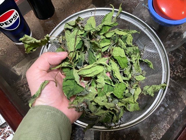 クワの葉茶を淹れる