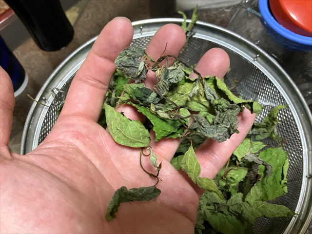 クワの葉茶を淹れる