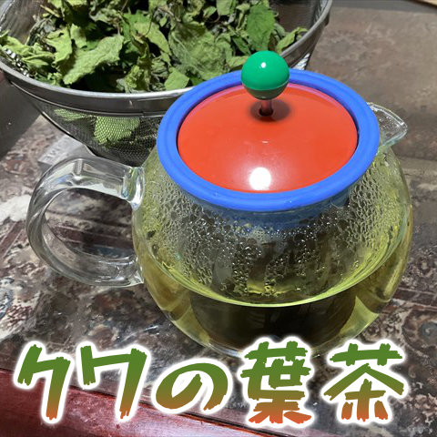 クワの葉茶