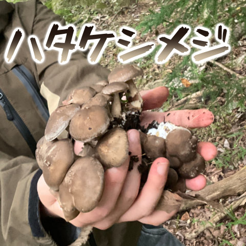 Thumbnail of post image 022