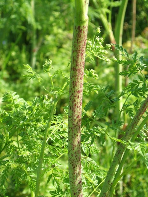 ドクニンジンの茎