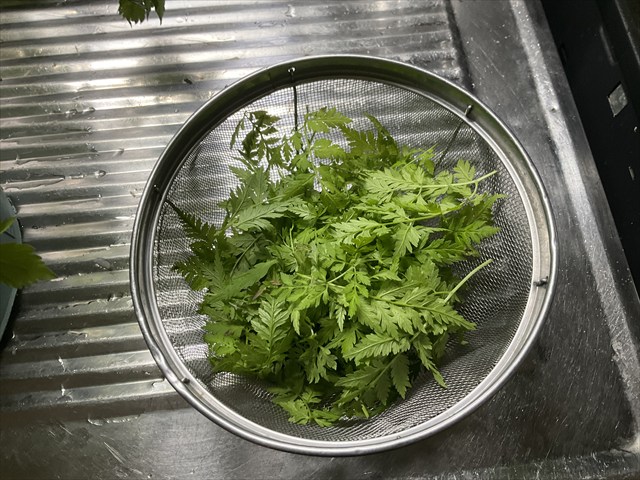 とってきたシャク