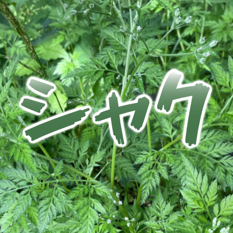 Thumbnail of post image 029