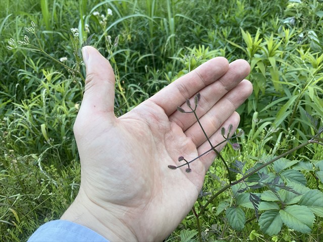 ヤブジラミの実