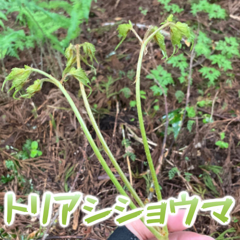 Thumbnail of post image 107